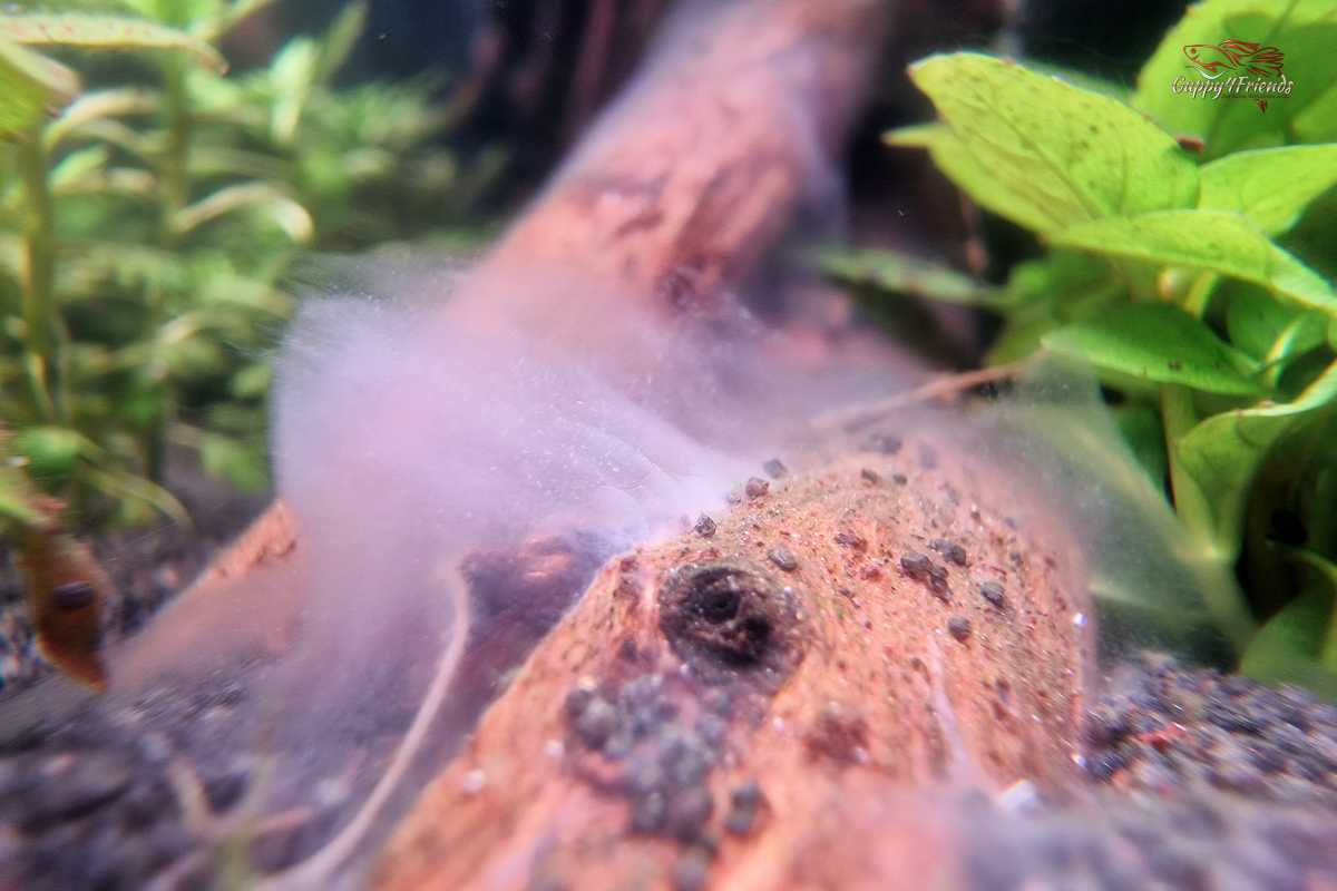 Weißer Belag auf Aquariumwurzeln - der "BAKTERIENRASEN"