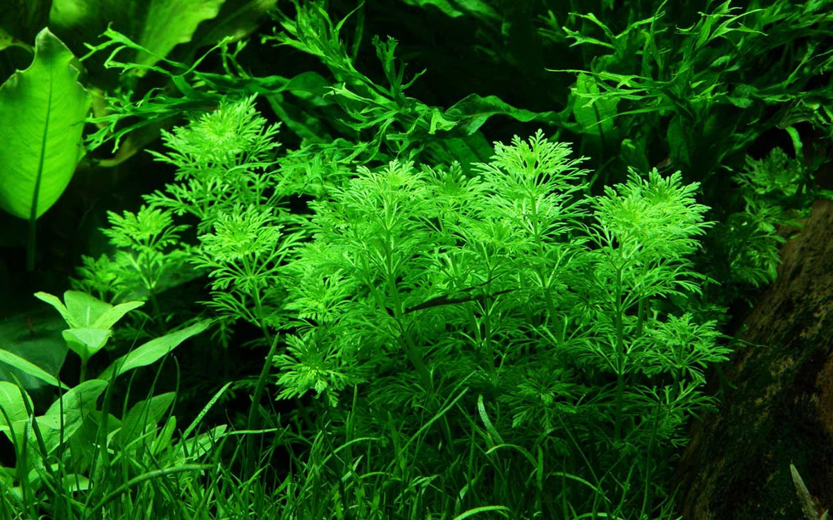 Hilfspflanzen für dein Aquarium! Für eine algenfreie Einlaufphase