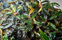 Bucephalandra BLACK BEAUTY / Clump 15 x 10cm