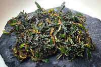 Bucephalandra BLACK BEAUTY / Clump 15 x 10cm