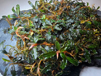 Bucephalandra BLACK BEAUTY / Clump 14 x 12cm