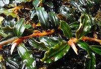 Bucephalandra BLACK BEAUTY / Clump 14 x 12cm