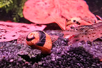 Clithon Sowerbianum - BLACK & WHITE MARBLE Geweihschnecke