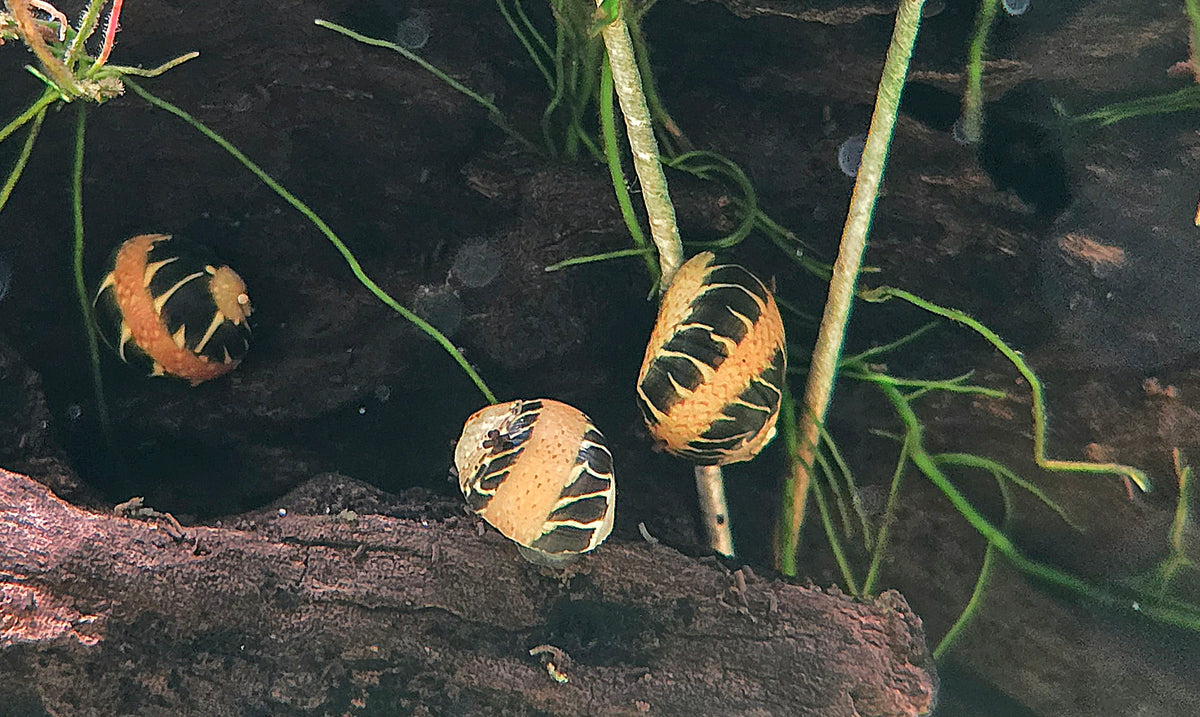 Clithon Sowerbianum - BLACK & WHITE MARBLE Geweihschnecke