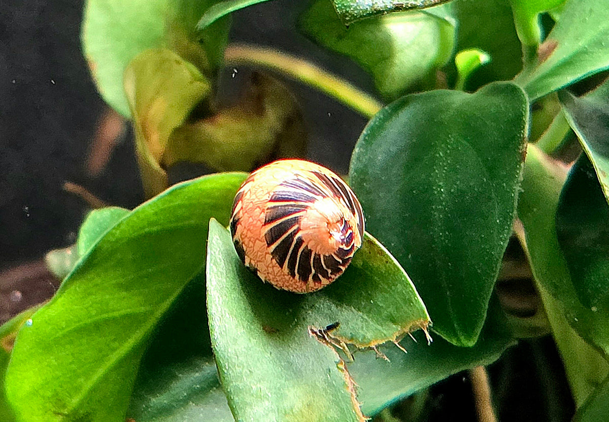 Clithon Sowerbianum - BLACK & WHITE MARBLE Geweihschnecke