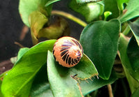 Clithon Sowerbianum - BLACK & WHITE MARBLE Geweihschnecke