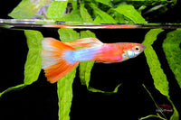Guppy American Pink White Blond / Hochzucht Guppy Poecilia reticulata *DNZ*