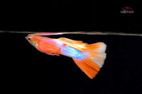 Pink-Paradise-Guppy-American-White-Pink-Poeacilia reticulata-Hochzuchtguppy-bunte-Aquariumfische-leuchtende-Farben-pinke-fische-Guppys-kaufen-Guppy-online-versenden
