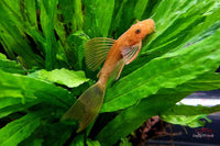 Ancistrus-super-red-long-fin-schleier-Antennenwels-superroter-Aquariumfisch-Nachzuchten-Guppy4friends-Scheibenputzer-rote-Fische