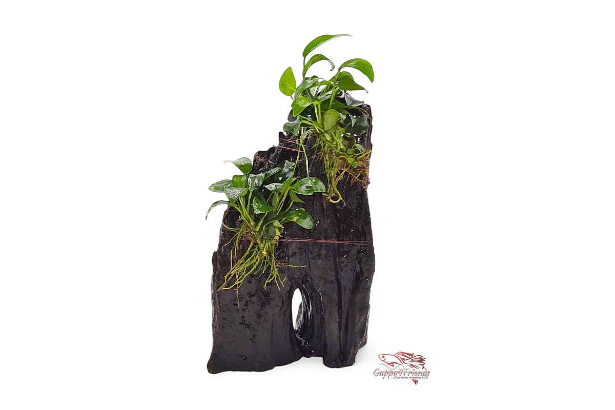 Holzfelsen-für-Aquarien-Holzwurzel-mit-Pflanze-Dennerle-Hills-Felsinseln-Thailands-Aquarium-Deko-Natur-Deko-3D-Aufsitzerpflanze-Aquariumeinrichtung-robuste-Aquariumpflanze