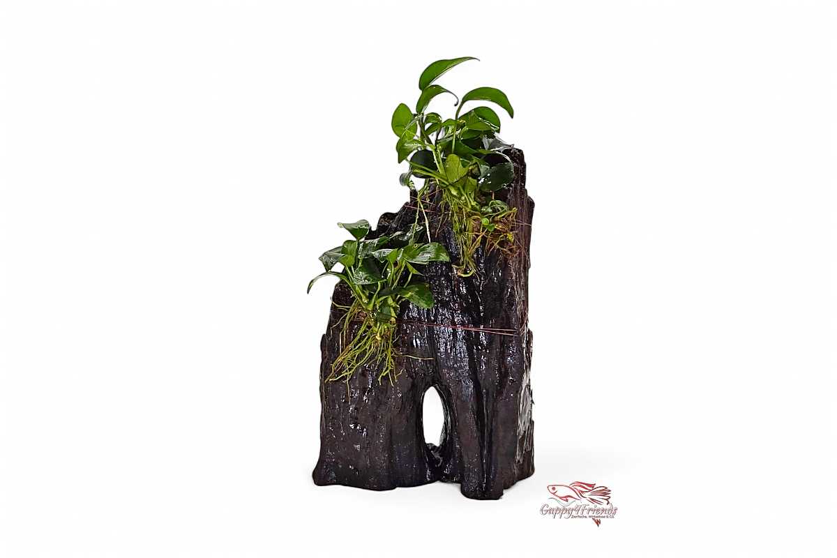 Dennerle-Hills-Felsinseln-Thailands-Aquarium-Deko-Natur-Deko-3D-Aufsitzerpflanze-Aquariumeinrichtung-robuste-Aquariumpflanze