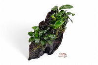 Naturdeko-Wasserpflanze-waterplants-anubias-Schwertpflanze-Holzfelsen-für-Aquarien-Holzwurzel-mit-Pflanze-Dennerle-Hills-Felsinseln-Thailands-Aquarium-Deko-Natur-Deko-3D-Aufsitzerpflanze-Aquariumeinrichtung-robuste-Aquariumpflanze