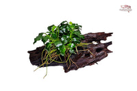 Anubias-barteri-var-nana-Kirin-mini-kleine-Speerblatt-super-mini-Zwergspeerblatt-Garnelenpflanze-Einrichtung-Neocaridina-Nano-Wurzel