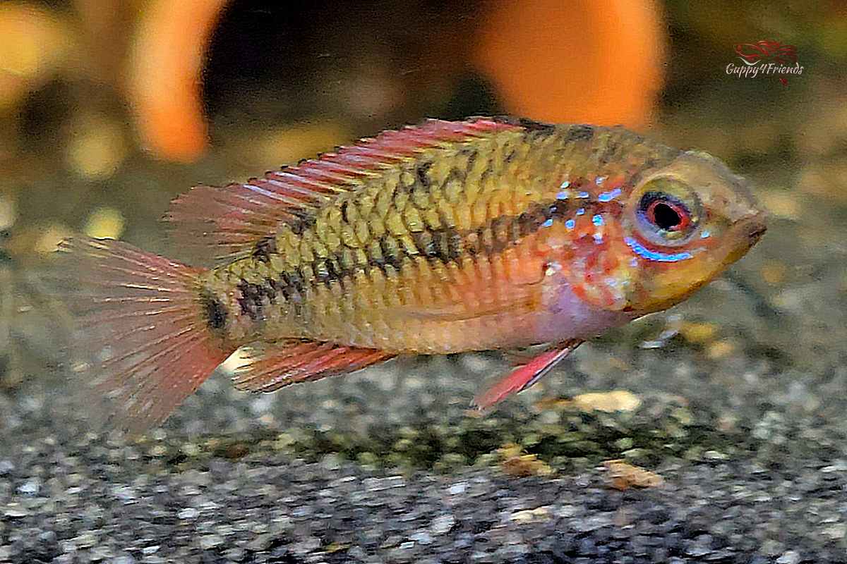 Apistogramma Macmasteri / Villavicencio-Zwergbuntbarsch Pärchen *DNZ*
