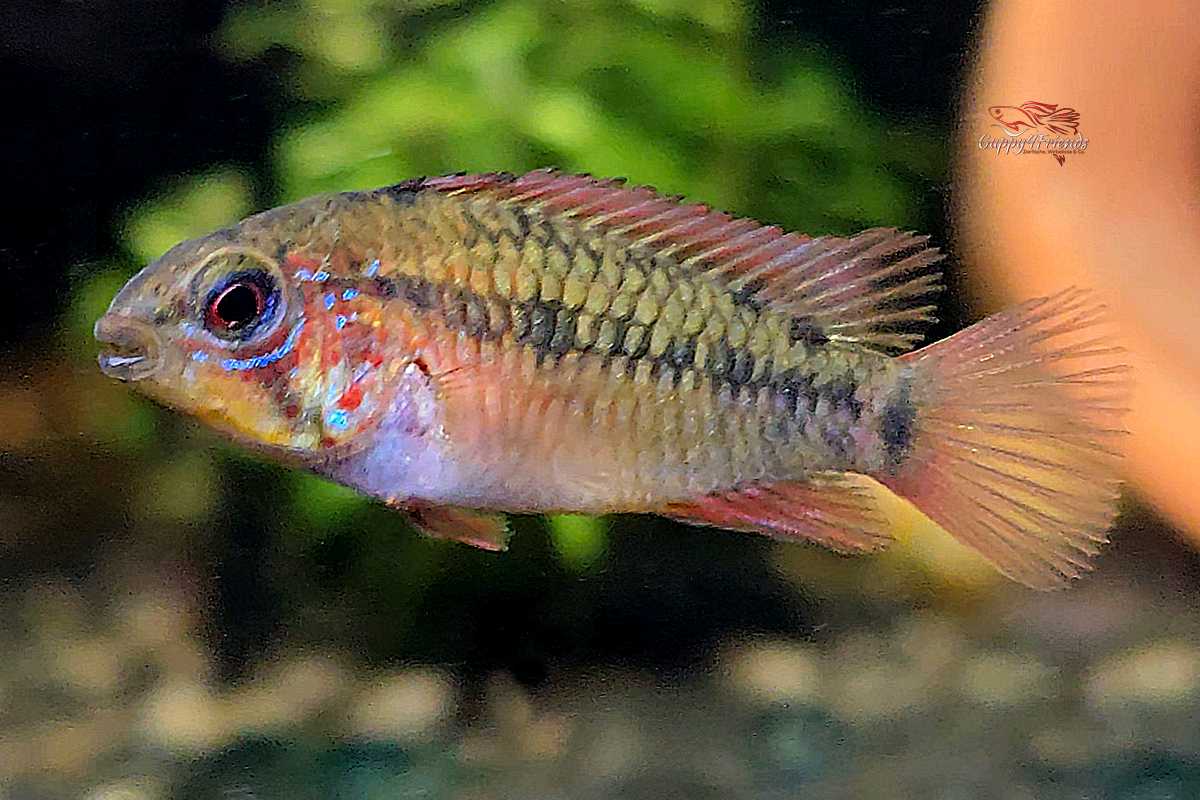 Apistogramma-Macmasteri-Villavicencio-Zwergbuntbarsch-Weichwasserfisch-Pärchen-Deutsche-Nachzuchten-Buntbarsche-online-kaufen-Weibchen-Zwergbuntbarsch