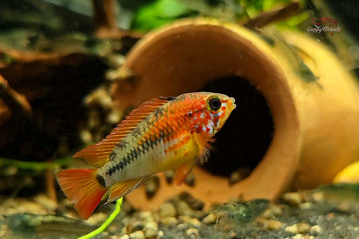 Apistogramma Macmasteri / Villavicencio-Zwergbuntbarsch Pärchen *DNZ*