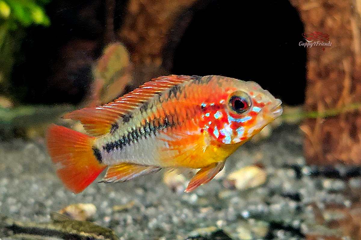 Apistogramma-Macmasteri-Villavicencio-Zwergbuntbarsch-Weichwasserfisch-Pärchen-Deutsche-Nachzuchten-Buntbarsche-online-kaufen