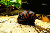 Batik-/Tattoo-Rennschnecke / (Neritina variegata)