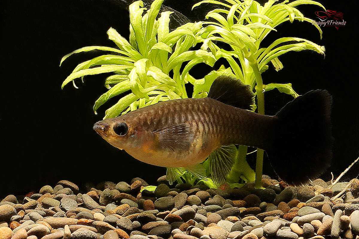 Black-Moscow-Guppy-Poecilia-reticulata-Schwarze-Moskauer-Hochzucht-Guppys-online-bestellen-Guppy-Hochzuchten-Schwarze-Fische-black-fish-schwarzer-Aquariumfisch-Gesellschaftsfisch-Guppy4friends-Lebendgebärende-deutsche-Nachzucht-liebevolle-Guppyzucht