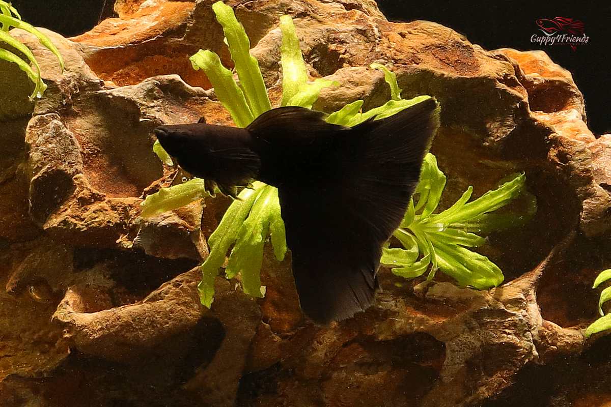 Black-Moscow-Guppy-Poecilia-reticulata-Schwarze-Moskauer-Hochzucht-Guppys-online-bestellen-Guppy-Hochzuchten-Schwarze-Fische-black-fish-schwarzer-Aquariumfisch-Gesellschaftsfisch-Guppy4friends-Lebendgebärende-deutsche-Nachzucht-liebevolle-Guppyzucht