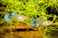 Guppy Blue Dragon Big Ears / Hochzucht Guppy (Poecilia reticulata) *DNZ* - Guppy4Friends