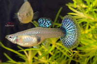Guppy Blue Dragon Big Ears / Hochzucht Guppy (Poecilia reticulata) *DNZ* - Guppy4Friends