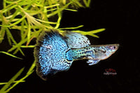 Guppy-blue-dragon-poecilia-reticulata