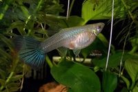 Guppy Blue Moscow / Hochzucht Guppy - Blauer Moskau (Poecilia reticulata) *DNZ*