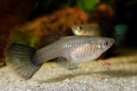 Guppy Blue Moscow / Hochzucht Guppy - Blauer Moskau (Poecilia reticulata) *DNZ*