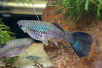 Guppy Blue Moscow / Hochzucht Guppy - Blauer Moskau (Poecilia reticulata) *DNZ*