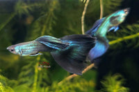 Guppy Blue Moscow / Hochzucht Guppy - Blauer Moskau (Poecilia reticulata) *DNZ*