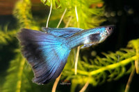 Guppy Blue Moscow / Hochzucht Guppy - Blauer Moskau (Poecilia reticulata) *DNZ*