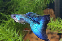 Guppy Blue Moscow / Hochzucht Guppy - Blauer Moskau (Poecilia reticulata) *DNZ*
