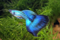 Guppy Blue Moscow / Hochzucht Guppy - Blauer Moskau (Poecilia reticulata) *DNZ*