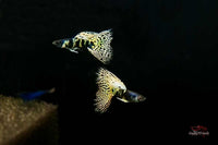 Guppy Yellow Tiger King Cobra / Hochzucht Guppy Poecilia reticulata *DNZ*