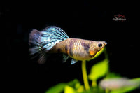 Guppy Yellow Tiger King Cobra / Hochzucht Guppy Poecilia reticulata *DNZ*