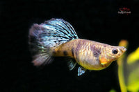 Guppy Yellow Tiger King Cobra / Hochzucht Guppy Poecilia reticulata *DNZ*