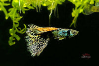 Guppy Yellow Tiger King Cobra / Hochzucht Guppy Poecilia reticulata *DNZ*