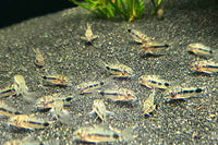 Corydoras (Hoplisoma) Habrosus / Marmorierter Schachbrett-Zwergpanzerwels