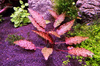 Cryptocoryne-nurii-pinker-Wasserkelch-Vordergrundpflanze-Mittelgrundpflanze-anspruchslos-pinke-kleine-Wasserpflanze-waterplants-pink-color-flache-Rosette-Nano-Aquarium-Nano-tanks-fishtank-aquascaping