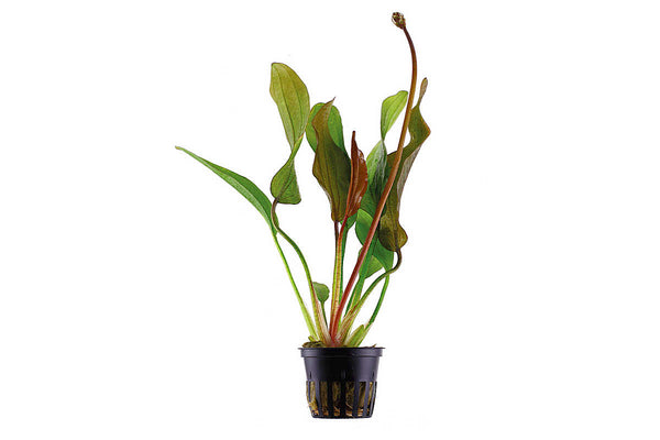 Echinodorus-Red-diamond-Schwerzpflanze-rote-Blätter-rubinrot-red-waterplant