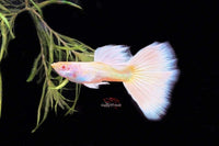 Albino-Full-platinum-guppy-Full-white-pastel-hochzucht-guppy-online-kaufen