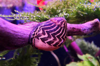 Gelbe Rennschnecke (Neritina waigiensis)