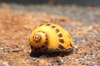 Gelbe Rennschnecke (Neritina waigiensis)