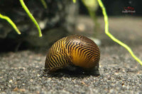 Gelbe Rennschnecke (Neritina waigiensis)