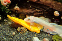 Hokkaido-Kürbis Chips 10g / Garnelen, Schnecken & Wels-Futter