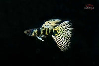 Guppy Yellow Tiger King Cobra / Hochzucht Guppy Poecilia reticulata *DNZ*