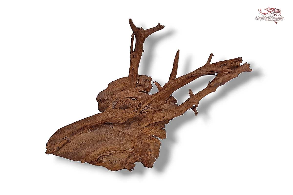 Aquariumwurzel-Aquariumeinrichtung-Aquariumdeko-Mangrove-Mangrovenwurzel-Mangrovenholz-massives-Holz-wuchtige-Optik-Holz-Klassiker-Aquariumwurzeln-L-Welse-Versteckmöglichkeiten-Bepflanzung