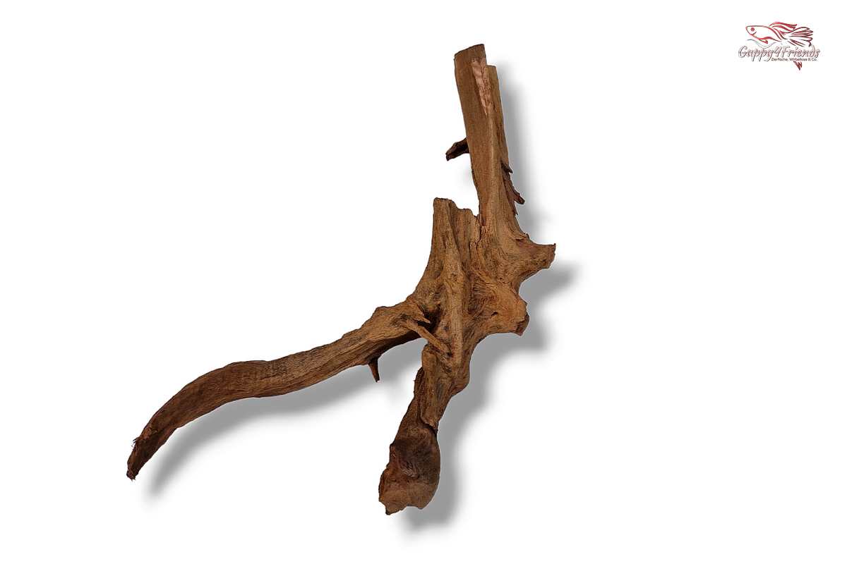 Aquariumwurzel-Aquariumeinrichtung-Aquariumdeko-Mangrove-Mangrovenwurzel-Mangrovenholz-massives-Holz-wuchtige-Optik-Holz-Klassiker-Aquariumwurzeln-L-Welse-Versteckmöglichkeiten-Bepflanzung