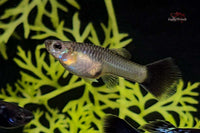 Hochzucht Guppy Metal Snakeskin Blue Tail *DNZ* - Guppy4Friends